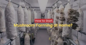 mushroom farming at home using puf panel