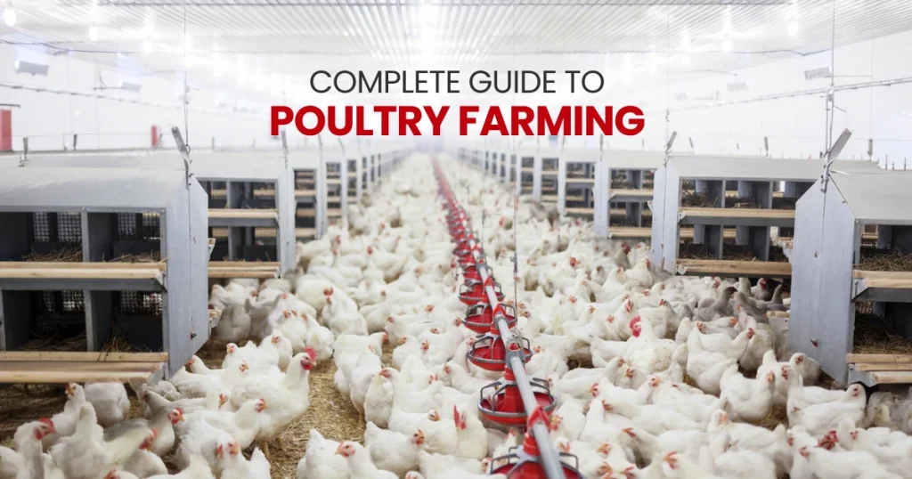 Complete Guide to Poultry Farming